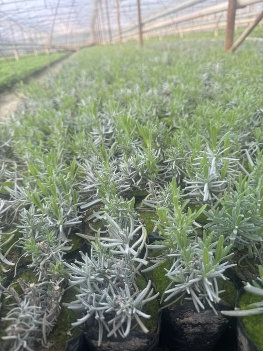 Лаванда.         .