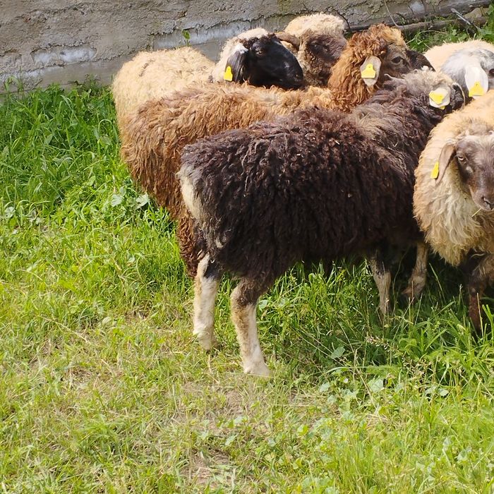 Продам баранов от 35 ,,до 42