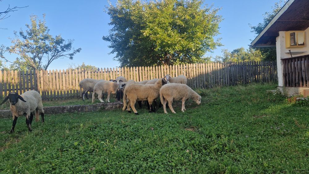 Vând 9 oi și un berbec fac și schimb cu cal