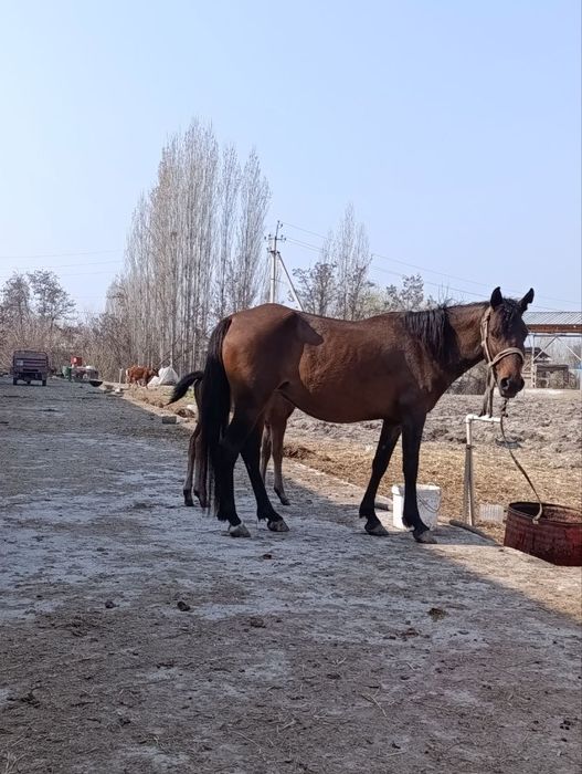 От бор она бола. Яна 2 та 1 ёшли той хам бор. 25млн сум Куйи Чирчик.