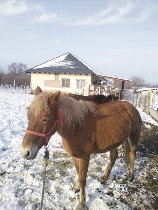 Үйірден бөлінбейді