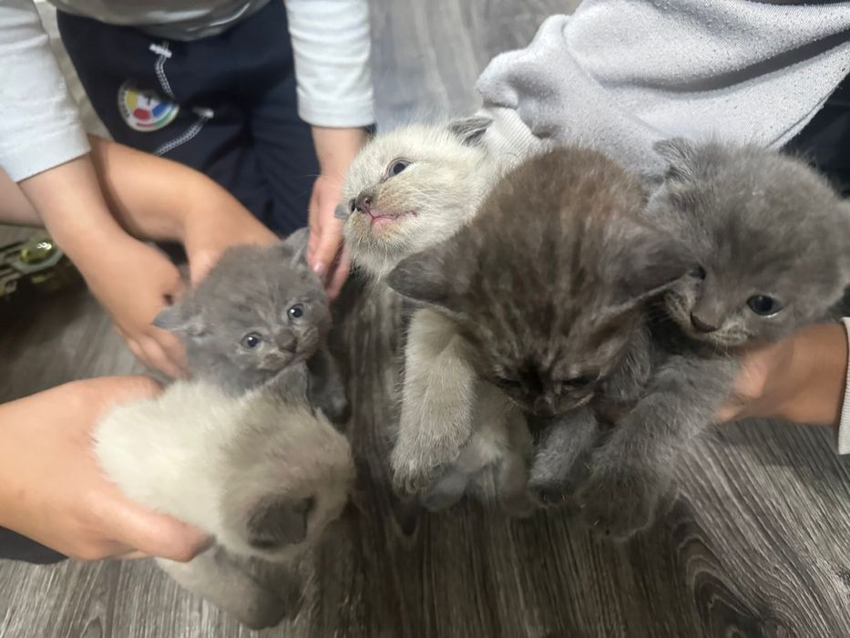 котята породистые