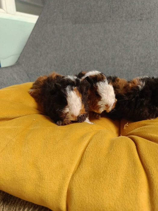 Морски свинчета альпако, розетка