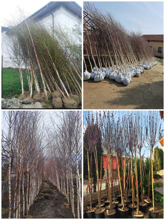 Tuia leylandi, columnaris, mesteacăn, tei, platan