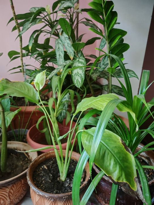 Продам цветы от600т и выше