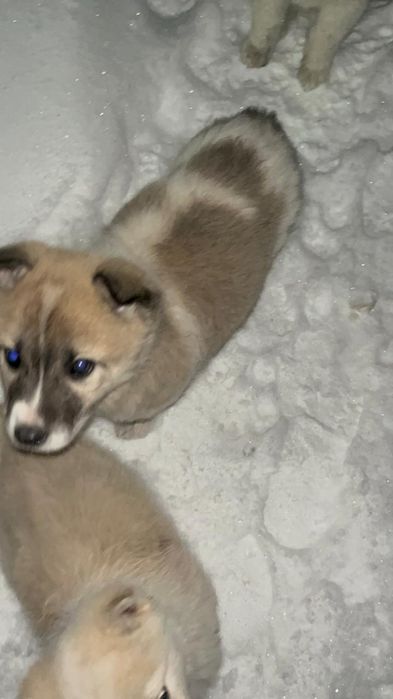 Ищем добрые руки для щенков