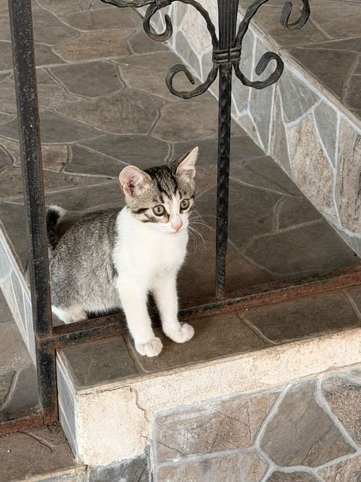 Pisicute adoptie