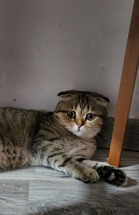 Шиншила кошка продам