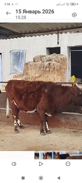 Сигир. Сотилади. Бугоз. Кисир