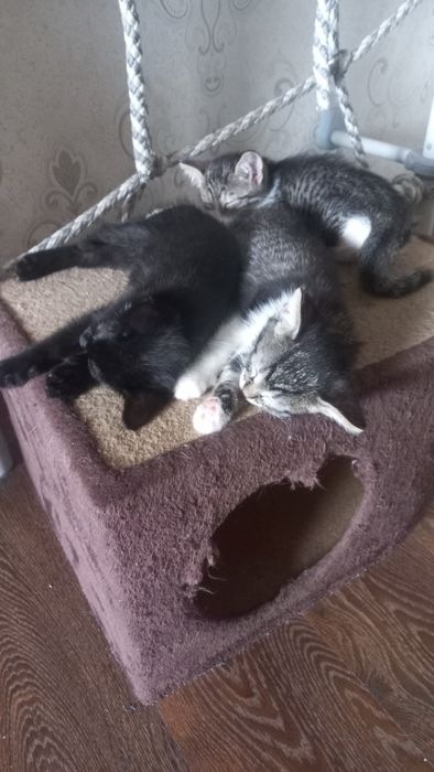 Отдам в добрые руки..котята.