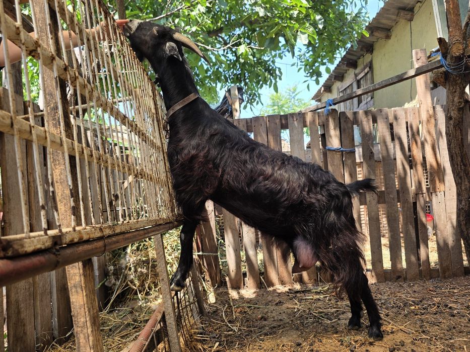 Capre de lapte – Metis Alpină Franceză × Anglo-Nubian