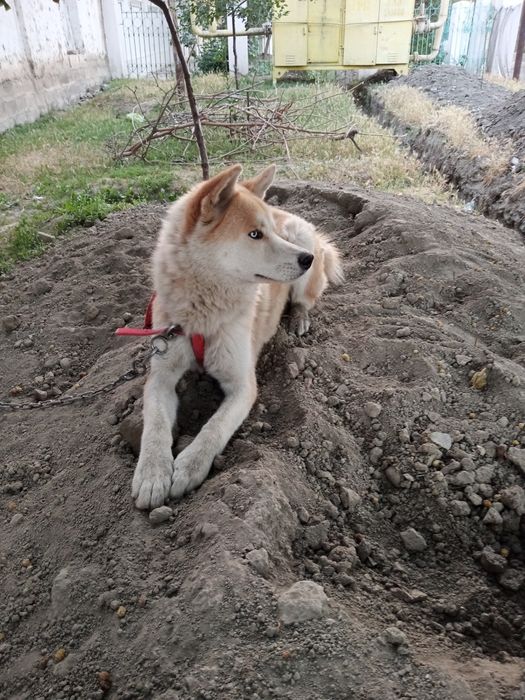 Собака Японский Хатико