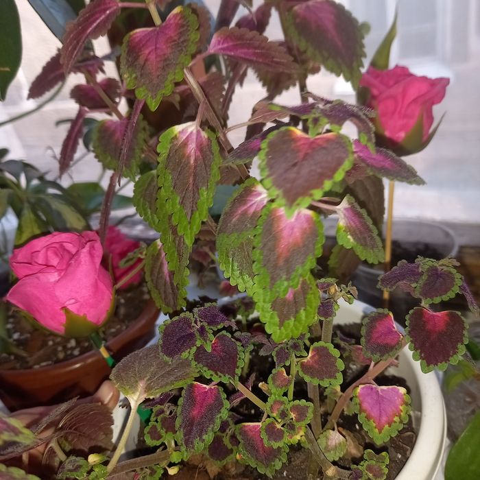 Комнатный цветок ленгер