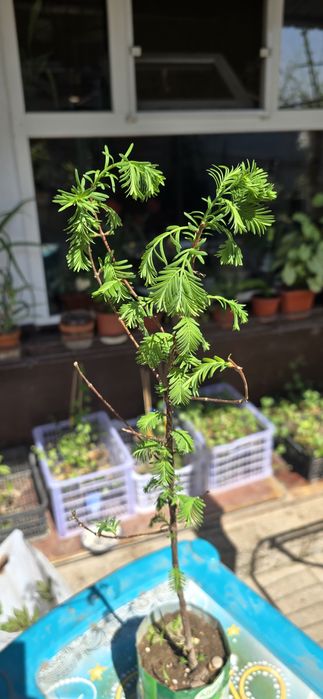 Продам садовые цветы