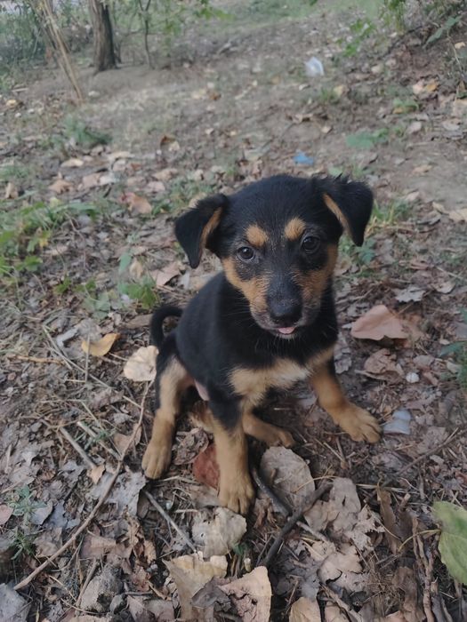 Отдаём щенков срочно.