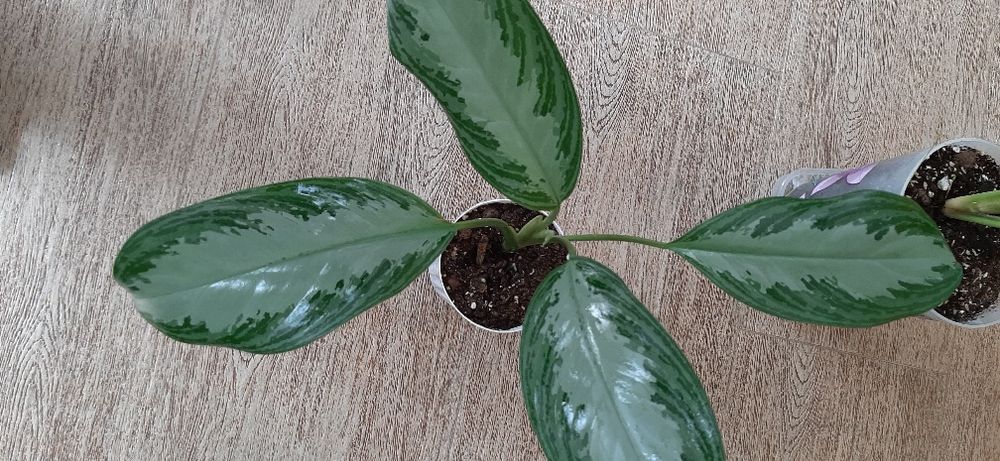 Продам отростки цветов