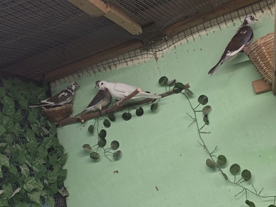 Сенегал Мутация-Шарена