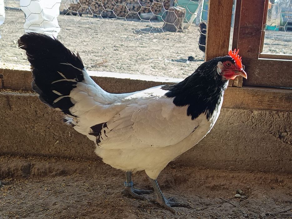 Familie găini lakenvelder 1+6