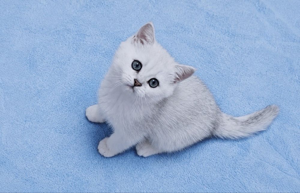 Pisicuți British Silver Chinchila