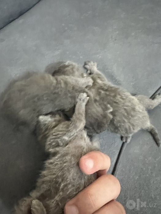 3 ta mushukcha sotiladi