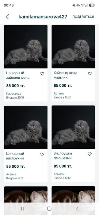 Скоттиш Фолд перекупы