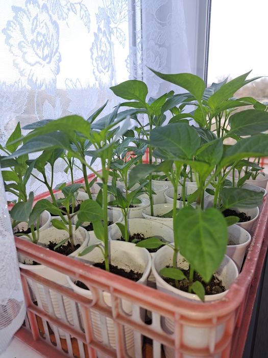 Рассада сладкого перца