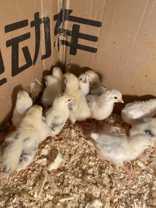 Цыплята породы Адлер.