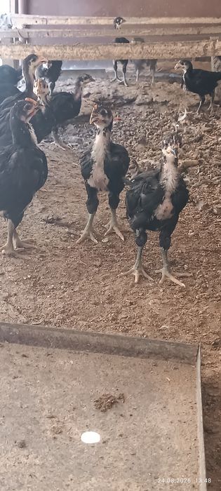 Кора шахзода жужалари бор