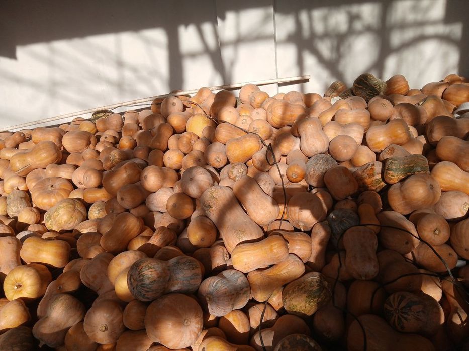 Osh qovoq  4000 Toshkent