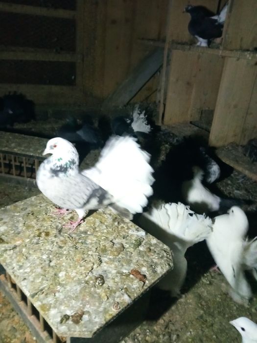 Vând porumbei curcani