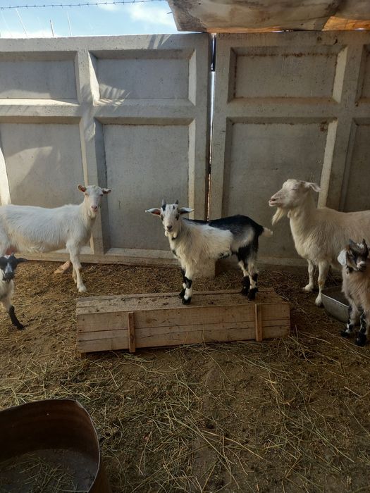 Лақ текелер сатылады