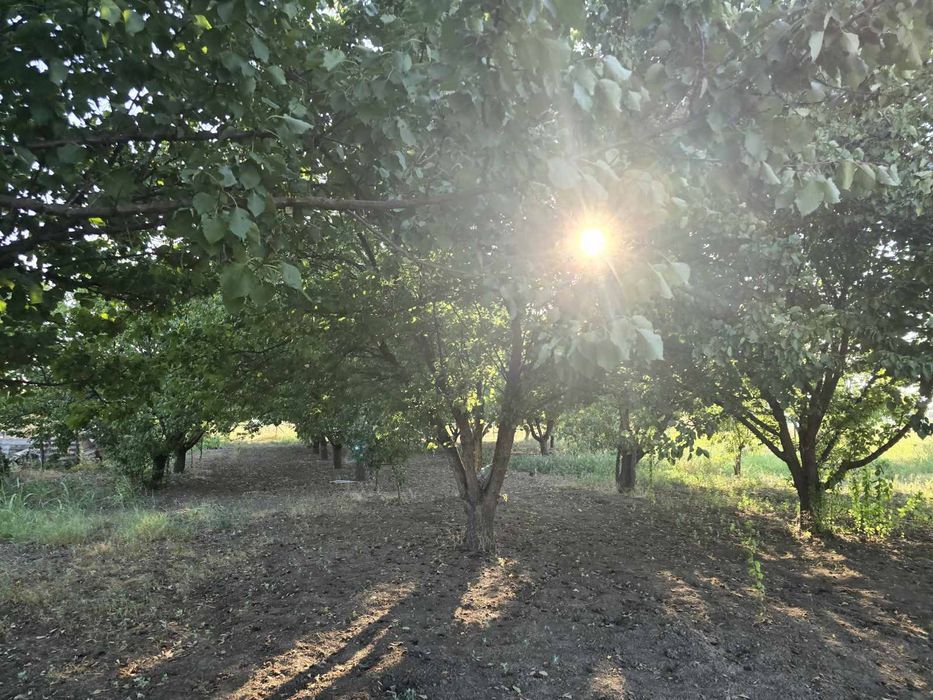 Продава се Парцел в Силистра, Север - 1960 кв.м за 11 €/кв.м - Снимка #4