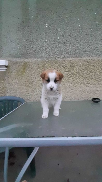 Donez catei talie medie