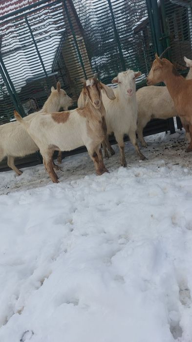 Capre de boer şi Capre de saneen