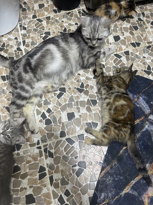 Отдам в добрые руки породистых котят
