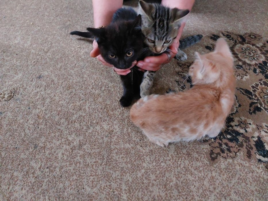 Отдам котят в добрые руки
