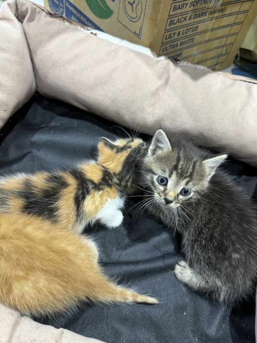 Котята в добрые руки
