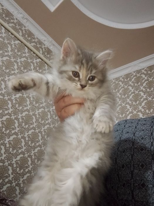 Qiz ajoyb onasi shatlanski otasi britaniski