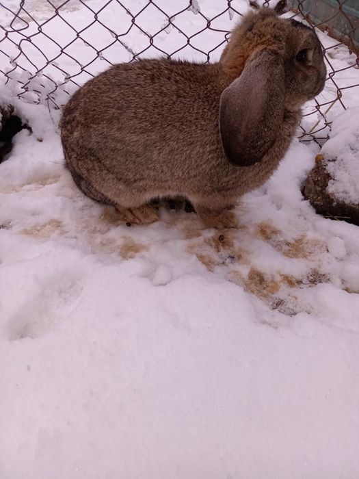 Vând iepurași vârstă 6 saptamani
