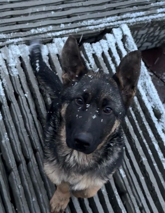 Продам щенка овчарку