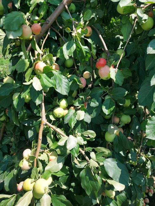 Дача сад Здоровье