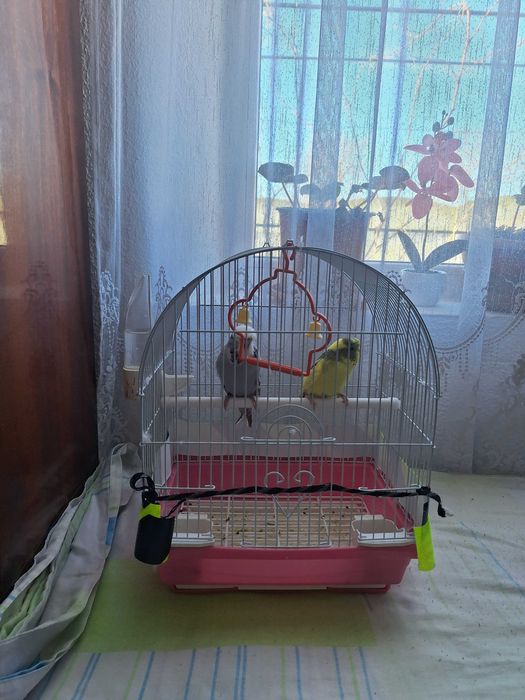 Papagali peruși simpatici- pereche