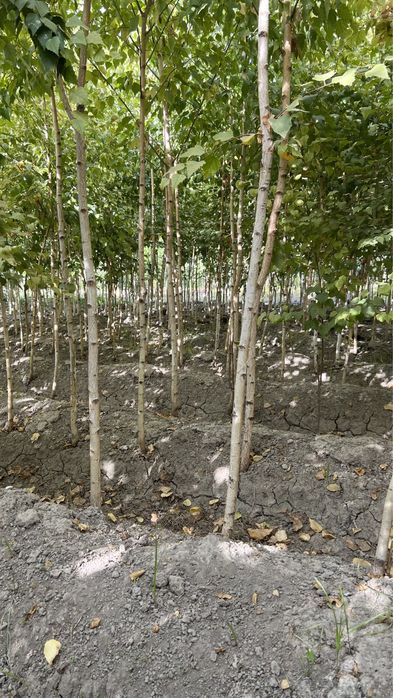 Берёза Beryoza (oq qayin).