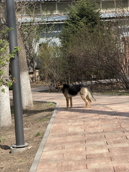 Нашли собаку в парке