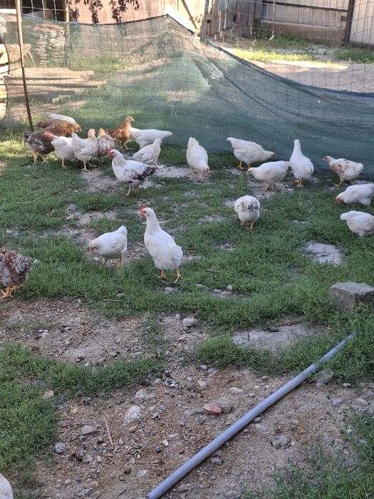 Vand un lot de 37 de pui de casa