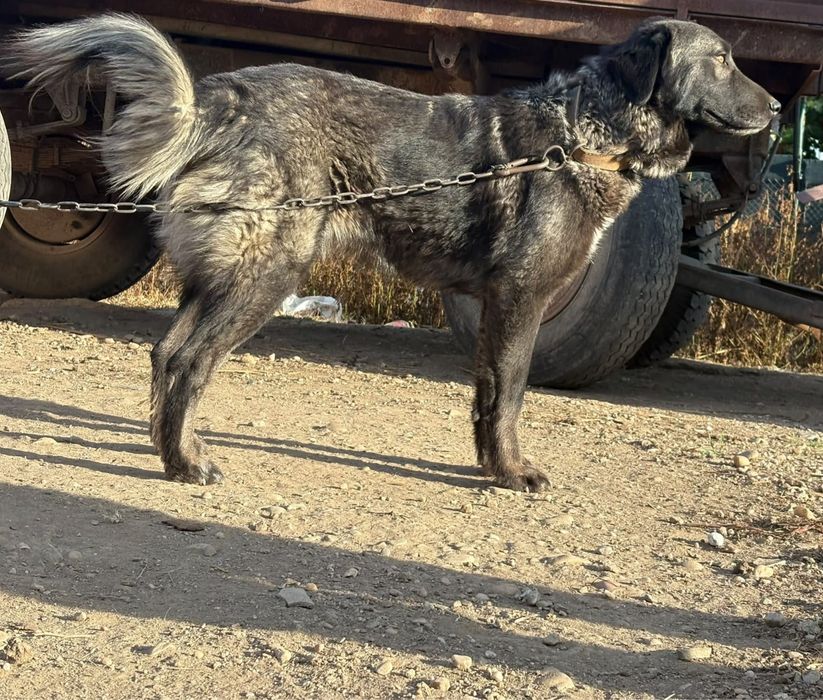 Vand cătea Ciobanesc Caucazian