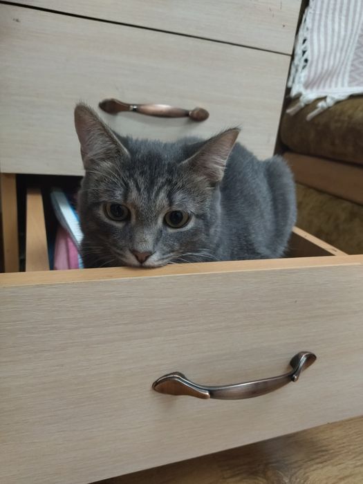 Отдам котика 9 месяцев