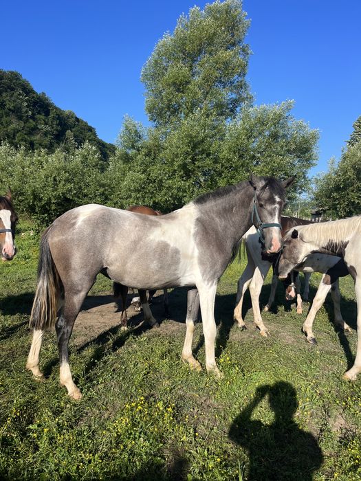 Vand iepe si armasari manji 1-2 ani , American painthorse