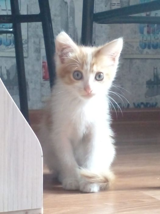 Отдам котят в добрые руки ,два мальчика