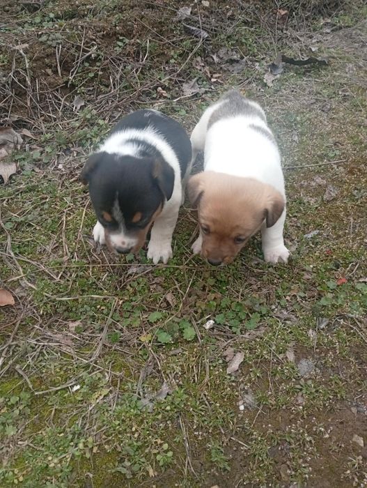 Кученца Джак Ръсел